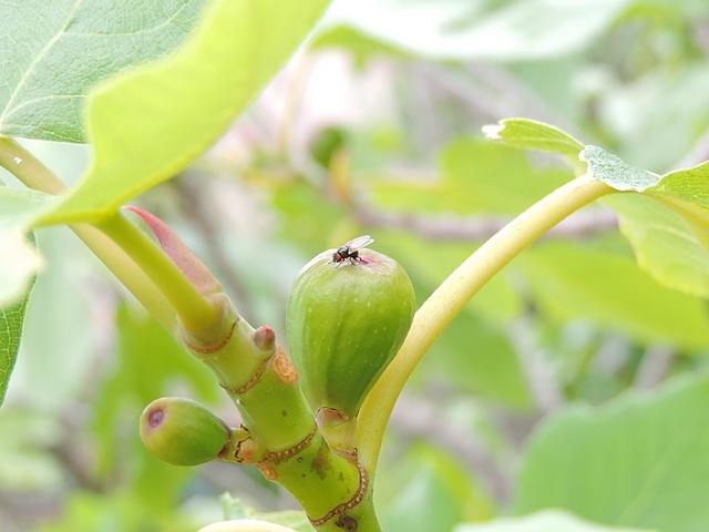 Silba adipata McAlpine female during its uninterrupted sequence of ovipositions on the same fig tree.