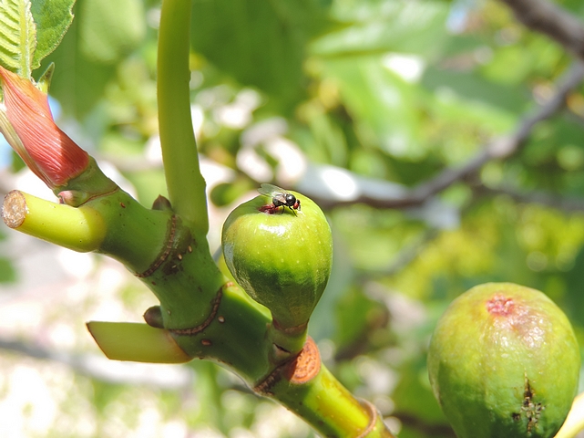 Silba adipata McAlpine laying eggs under an ostiolar scale of a tiny unripe fig.