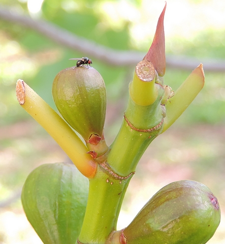 Black Fig Fly female laying eggs under an ostiolar scale of a tiny unripe fig.