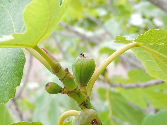 Silba adipata McAlpine laying eggs under an immature fig ostiolar scale ('Bellone' variety).