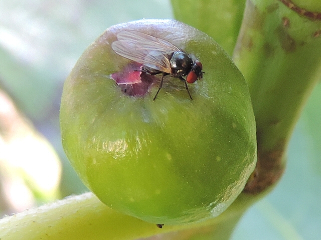 Black Fig Fly female laying eggs under an ostiolar scale of an unripe fig.