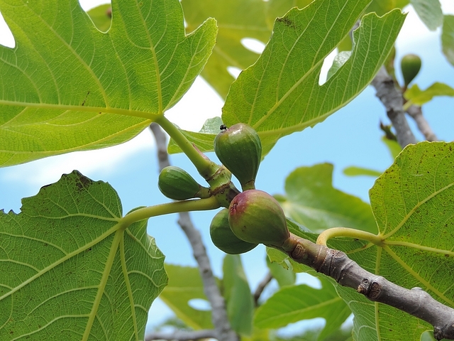 Silba adipata McAlpine female during its uninterrupted sequence of ovipositions on the same fig tree.