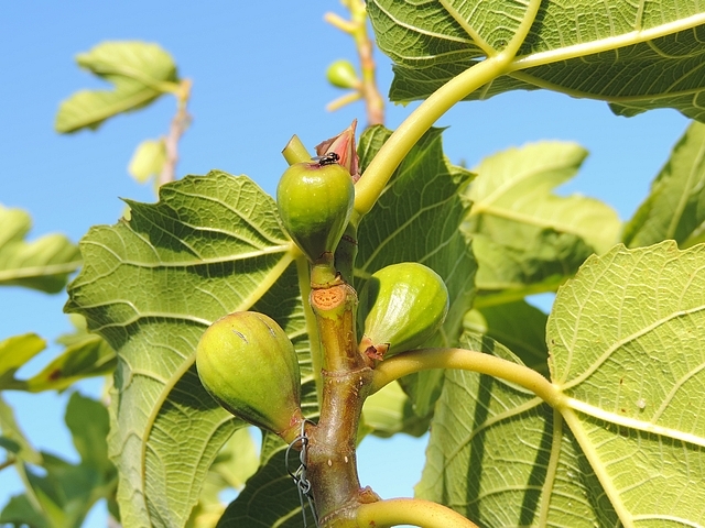 Silba adipata McAlpine female during its uninterrupted sequence of ovipositions on the same fig tree.