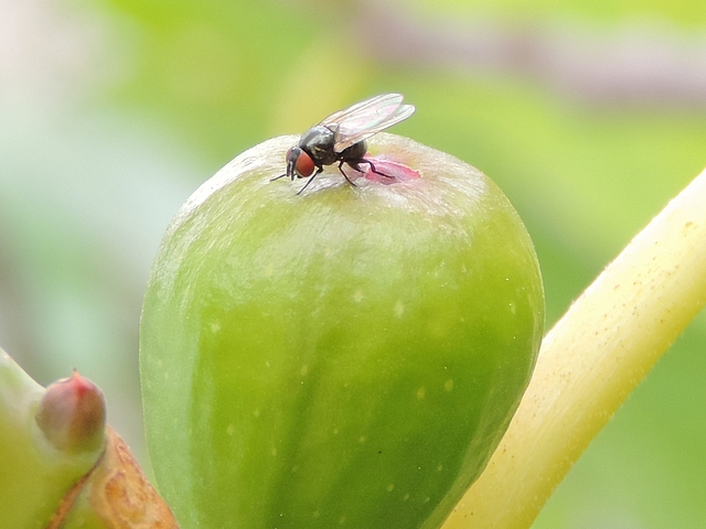Silba adipata McAlpine: egg-laying under an unripe fig ostiolar scale.