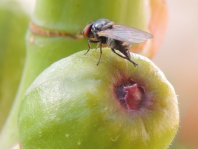 Silba adipata McAlpine: female rubbing the hind legs against the ovipositor, just after egg laying.