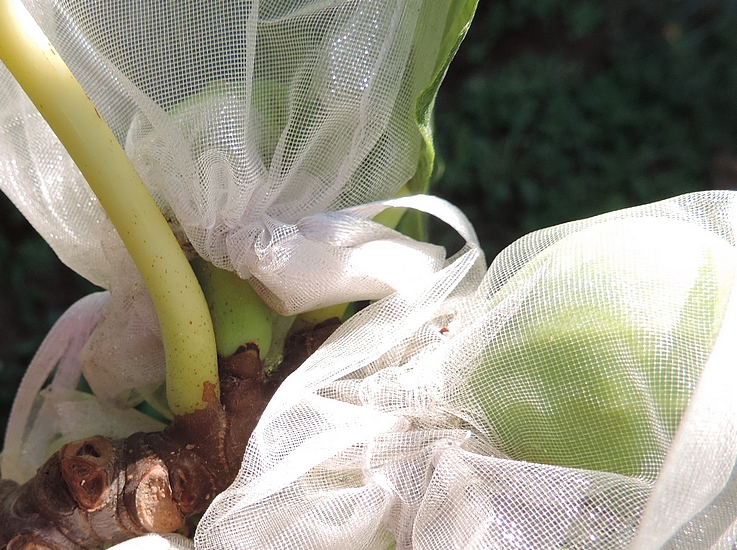 Unripe fig bagging: protective bag incorrectly placed, or which has slipped under the effect of the wind.