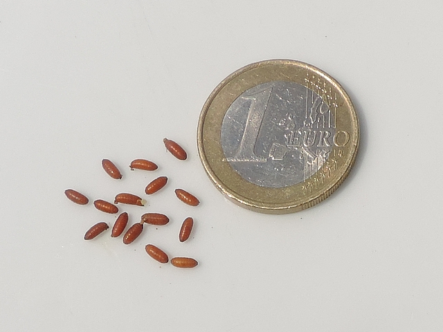 Some Black Fig Fly pupae.
