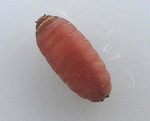 Silba adipata McAlpine pupa.