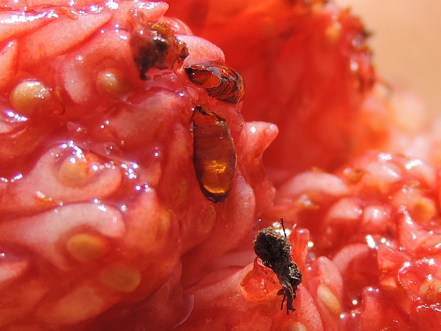 Black Fig Fly: open pupae and desiccated dead imagos inside a ripe fig.