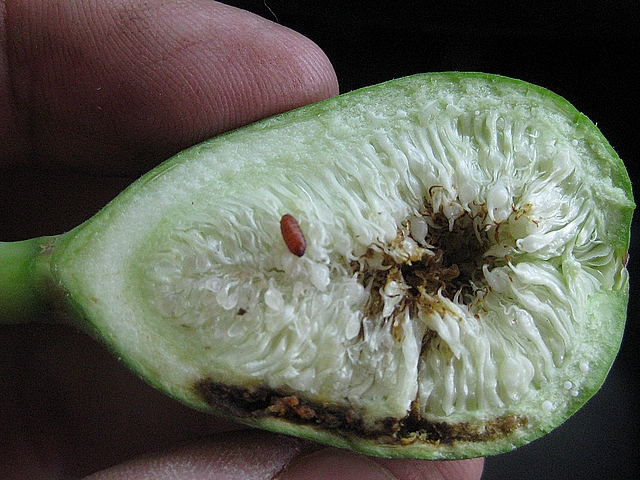 Pupa found inside an immature fig attacked by the Black Fig Fly.