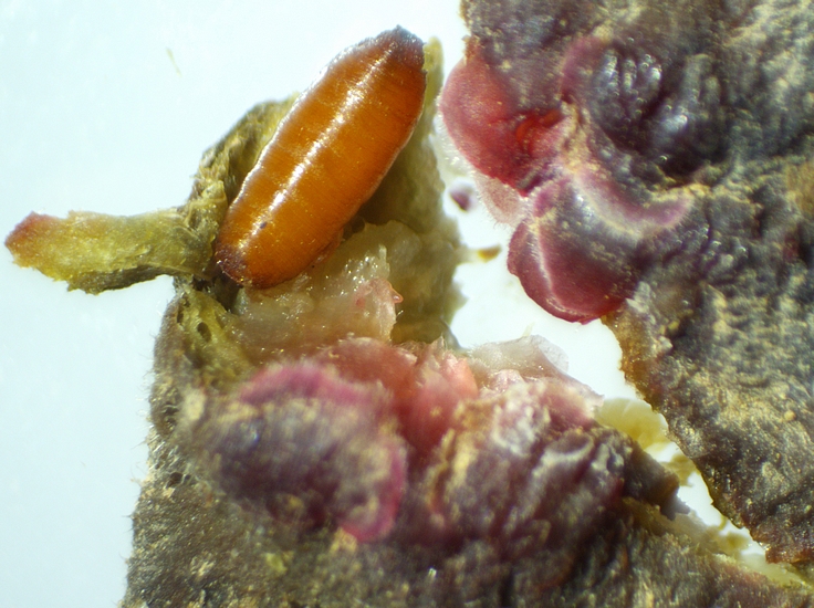 Black Fig Fly pupa found in a gallery of the parenchyma adjoining the ostiolar canal (reddened immature fig).