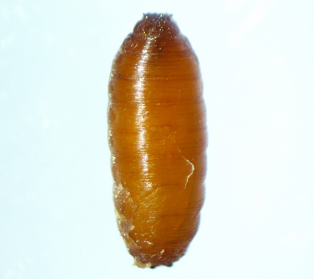 Well-formed Black Fig Fly pupa found in a gallery of the parenchyma adjoining the ostiolar canal (immature fig).