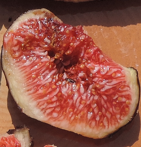 Pupa of Silba adipata McAlpine in a ripe fig.