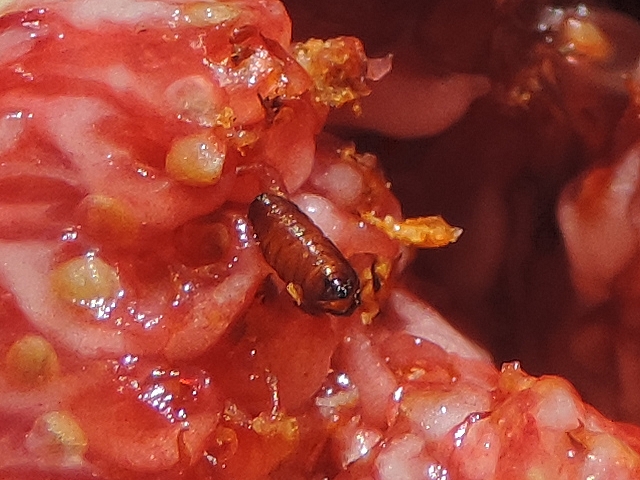 Pupa of Silba adipata McAlpine in a ripe fig, surrounded by larvae damage.