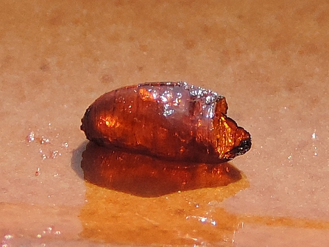 Empty pupa of Silba adipata McAlpine found in a ripe fig.