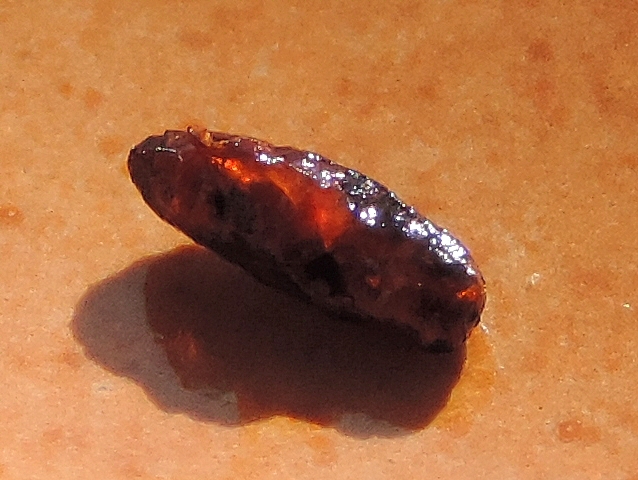 Full pupa of Silba adipata McAlpine found in a ripe fig.