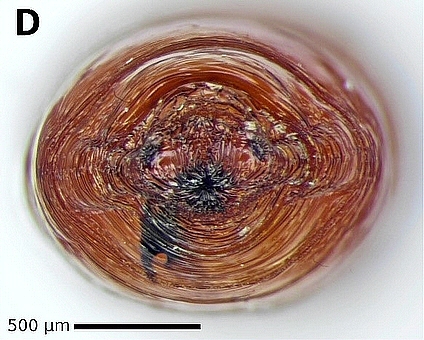 Silba adipata McAlpine pupa: front side.
