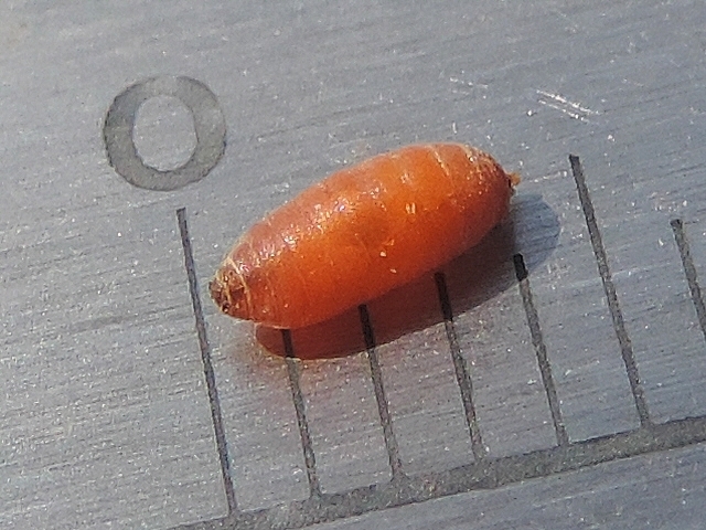 Black Fig Fly (Silba adipata McAlpine) : pupa size (4 mm long).