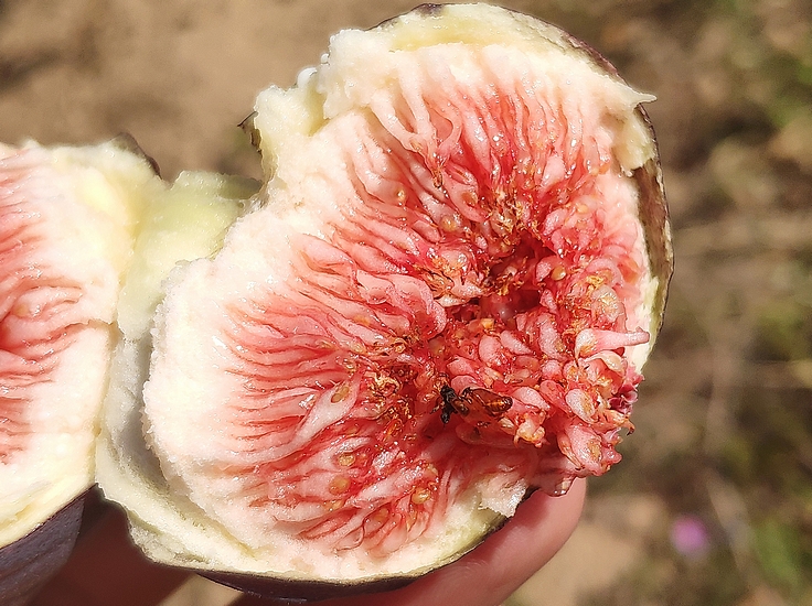 Black Fig Fly: open pupa and desiccated dead imago inside a ripe fig ('Bourjasotte Noire' variety).