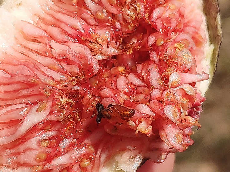 Black Fig Fly: open pupa and desiccated dead imago inside a ripe fig.
