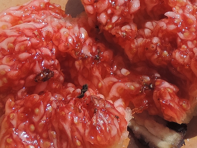 Silba adipata McAlpine: pupa and desiccated blackened dead imago inside a ripe fig.