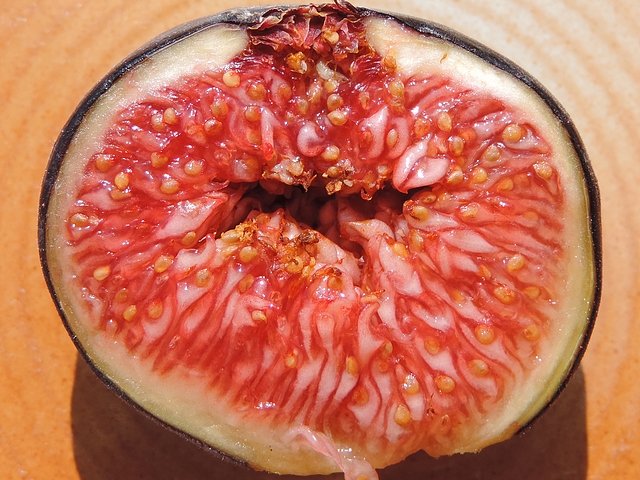 Silba adipata McAlpine: larvae damage in the infructescence of a fig attacked in the immature stage and having reached maturity.