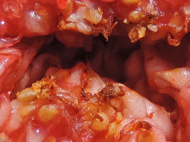 Silba adipata McAlpine: larvae damage in the infructescence of a fig attacked in the immature stage and having reached maturity.