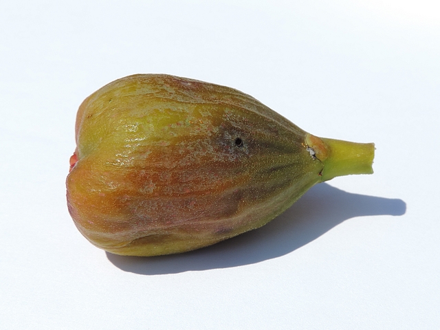 Silba adipata McAlpine: ripe fig showing larvae exit holes (attack in the immature stage).