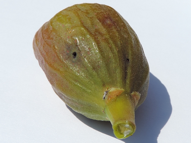 Silba adipata McAlpine: ripe fig showing larvae exit holes (attack in the immature stage).