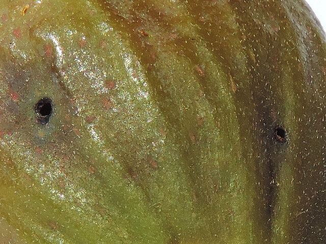 Silba adipata McAlpine: two larvae exit holes on a ripe fig (attack in the immature stage).