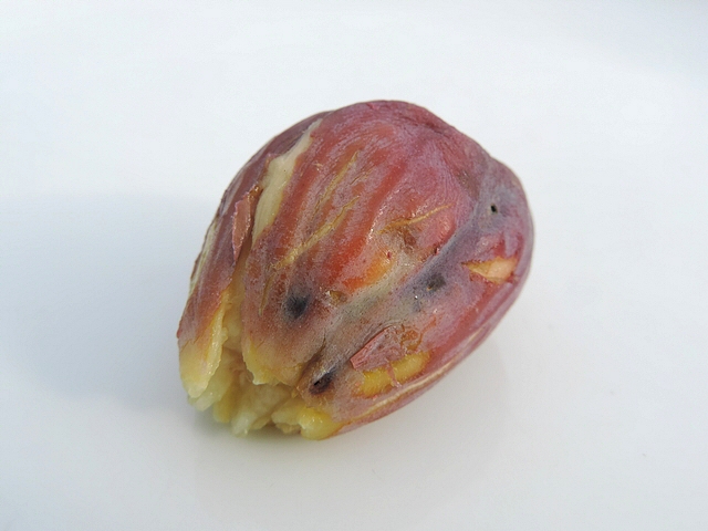 Silba adipata McAlpine: ripe fig showing larvae exit holes (attack in the immature stage).