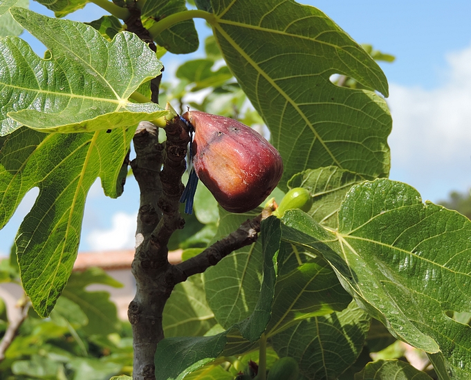 Fig attacked by the Black Fig Fly in the immature stage, having reached the maturity stage (summer).