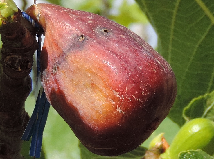Fig attacked by the Black Fig Fly in the immature stage, having reached the maturity stage (summer).