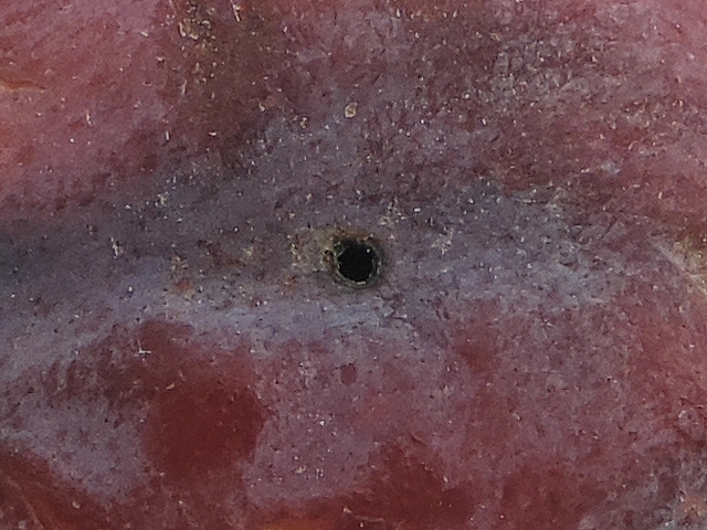 Silba adipata McAlpine: a larva exit hole on a ripe fig (attacked in the immature stage).