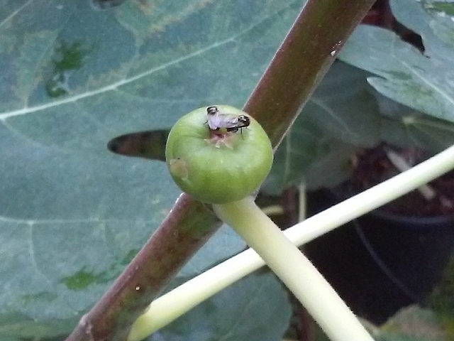 Silba adipata McAlpine : two females simultaneously laying eggs in the ostiole of a same fig.