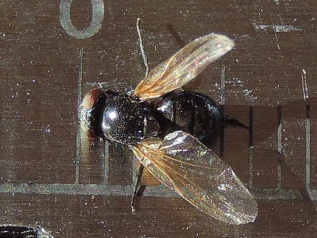  Silba adipata McAlpine: female specimen with a length of 5 mm.