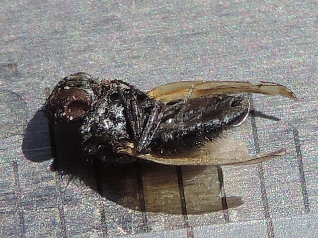  Silba adipata McAlpine: male specimen with a length of 5 mm (note the end of the abdomen).