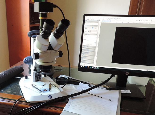 Examination under stereomicroscope of the ostiolar region of an immature fig infested by Silba adipata McAlpine.
