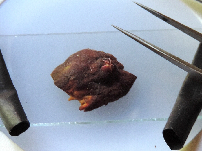 Ostiolar region of an immature fig infested by Silba adipata McAlpine, for examination under stereomicroscope.