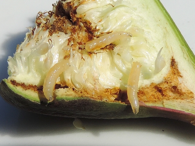 Black Fig Fly (Silba adipata McAlpine): attack symptoms (larvae).