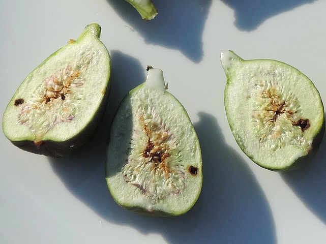 Black Fig Fly (Silba adipata McAlpine): attack symptoms (larval gallery holes).