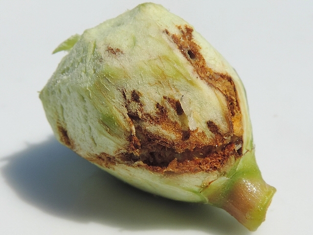Black Fig Fly (Silba adipata McAlpine): attack symptoms (larval galleries).