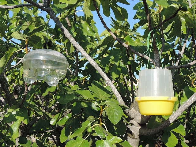  Black Fig Fly: McPhail trap in a fig bush, next to a fully transparent trap.