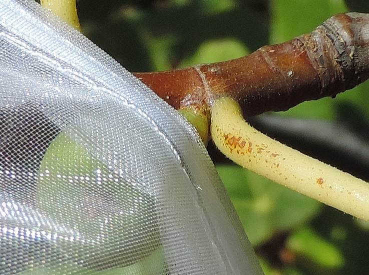 Unripe fig bagging: error to avoid (bag not completely covering the fig neck).