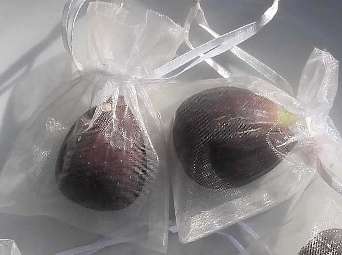 Figs having ripened protected against Silba adipata McAlpine by an organza bag