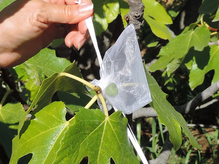 Unripe fig bagging against Silba adipata McAlpine: sliding ties tightening.