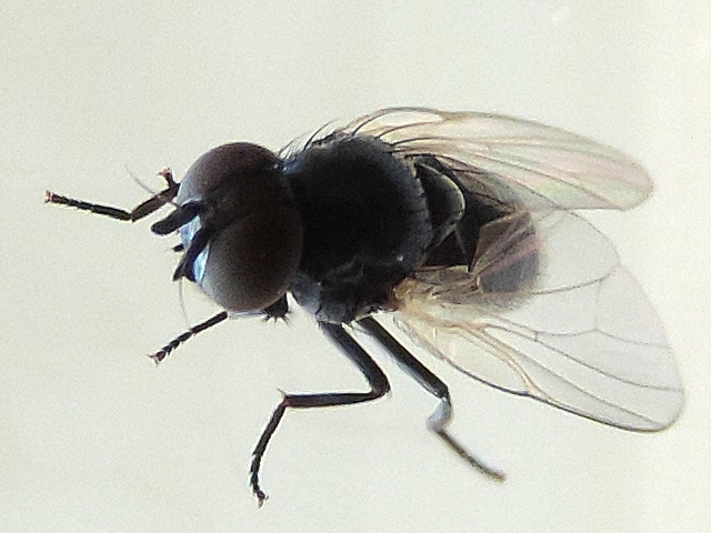 Silba adipata McAlpine : venation of the wing anterior edge.