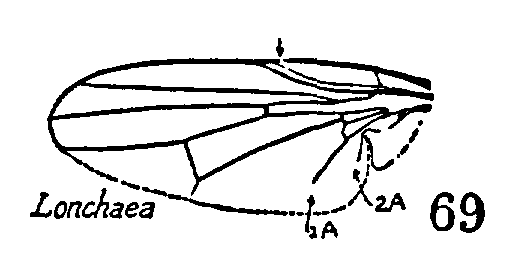 Wing nervation of the Lonchaea genus.