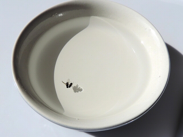 Two flies on the water surface, in a flat cup, for wing venation observation.