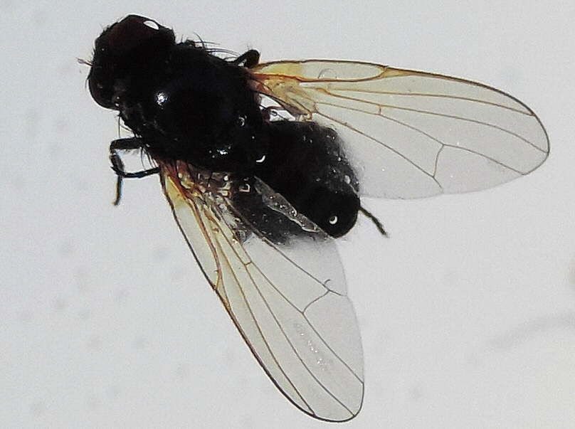 Silba adipata McAlpine : venation of the wing anterior edge.